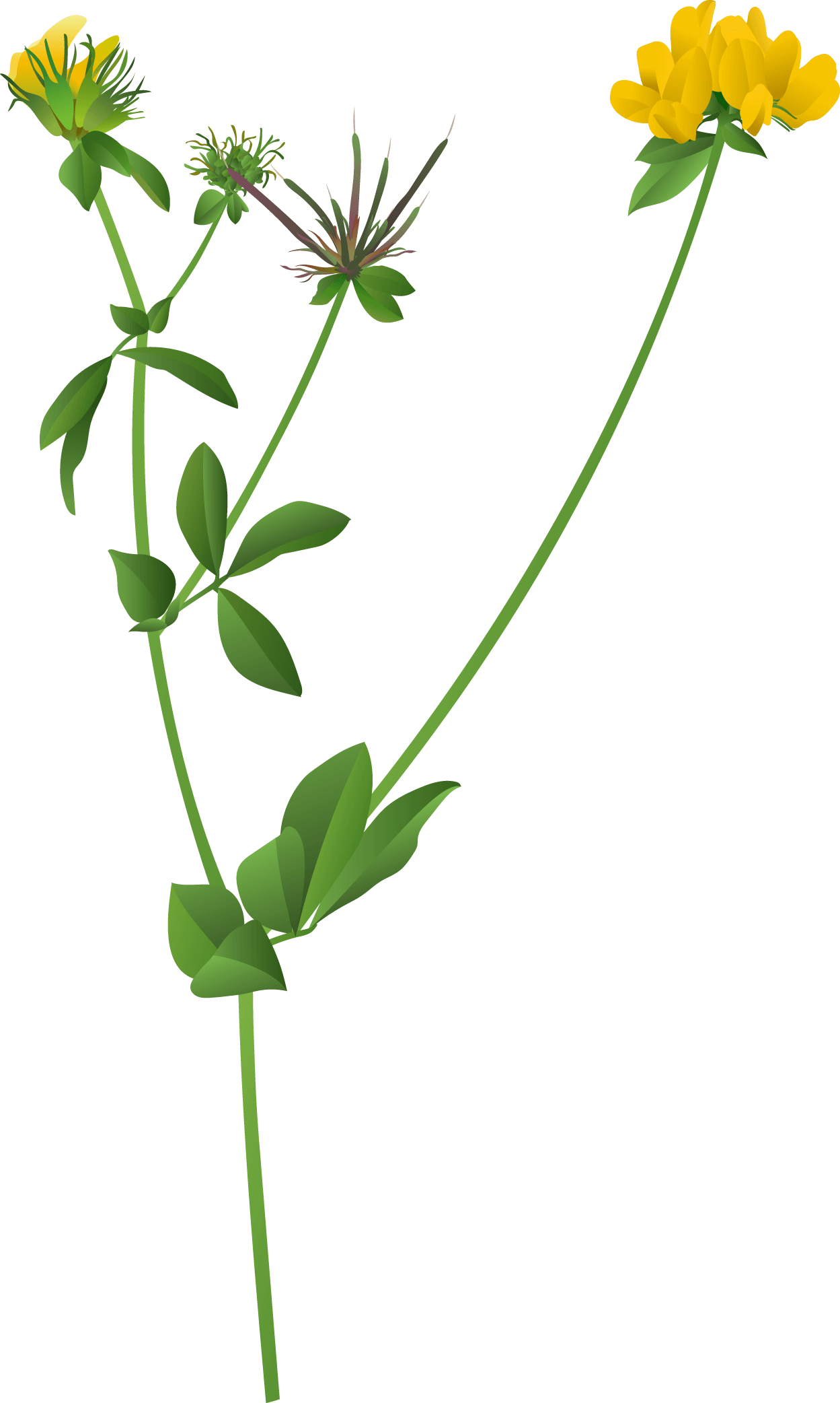 Greater Bird’s-foot Trefoil